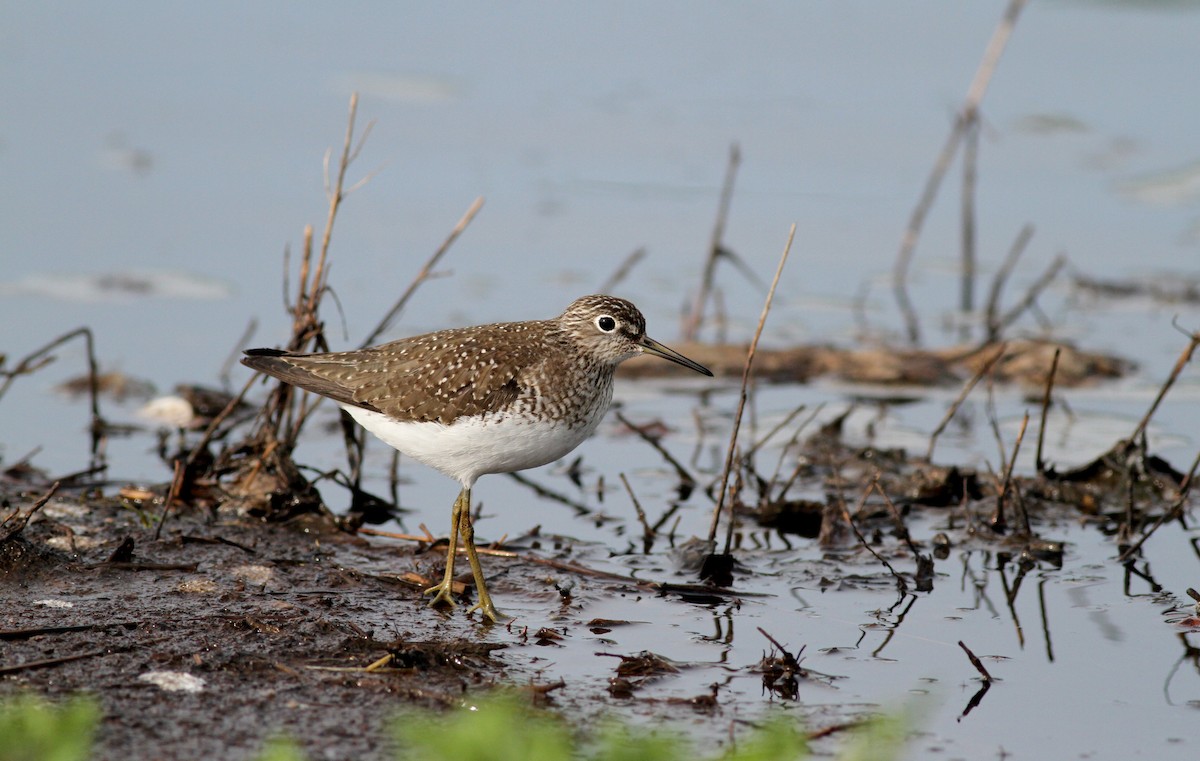 Solitary Sandpiper - ML43075681