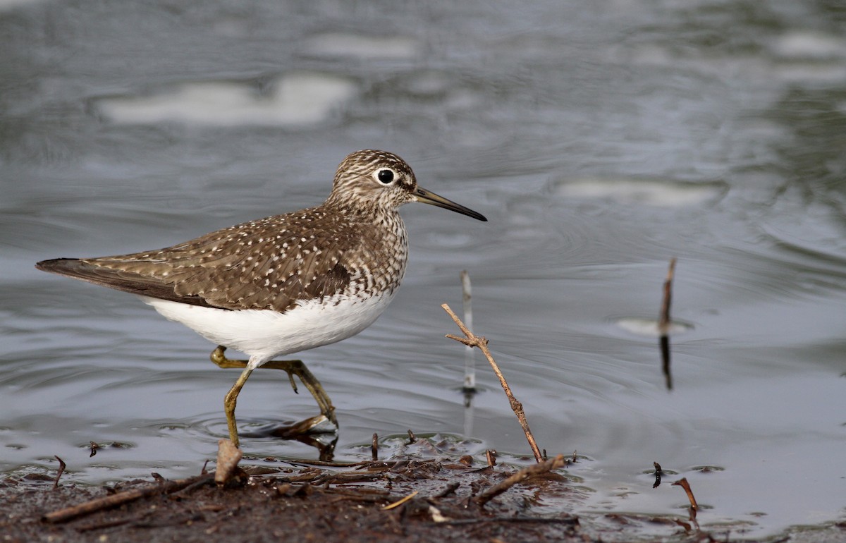 Solitary Sandpiper - ML43075691