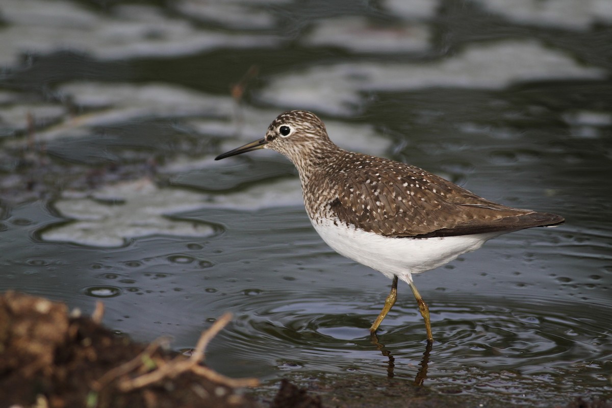 Solitary Sandpiper - ML43075731