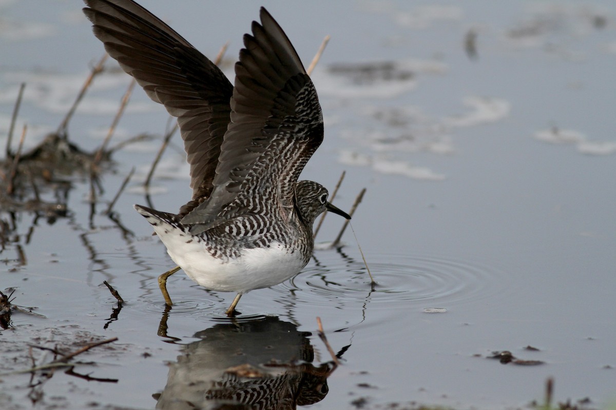 Solitary Sandpiper - ML43075761