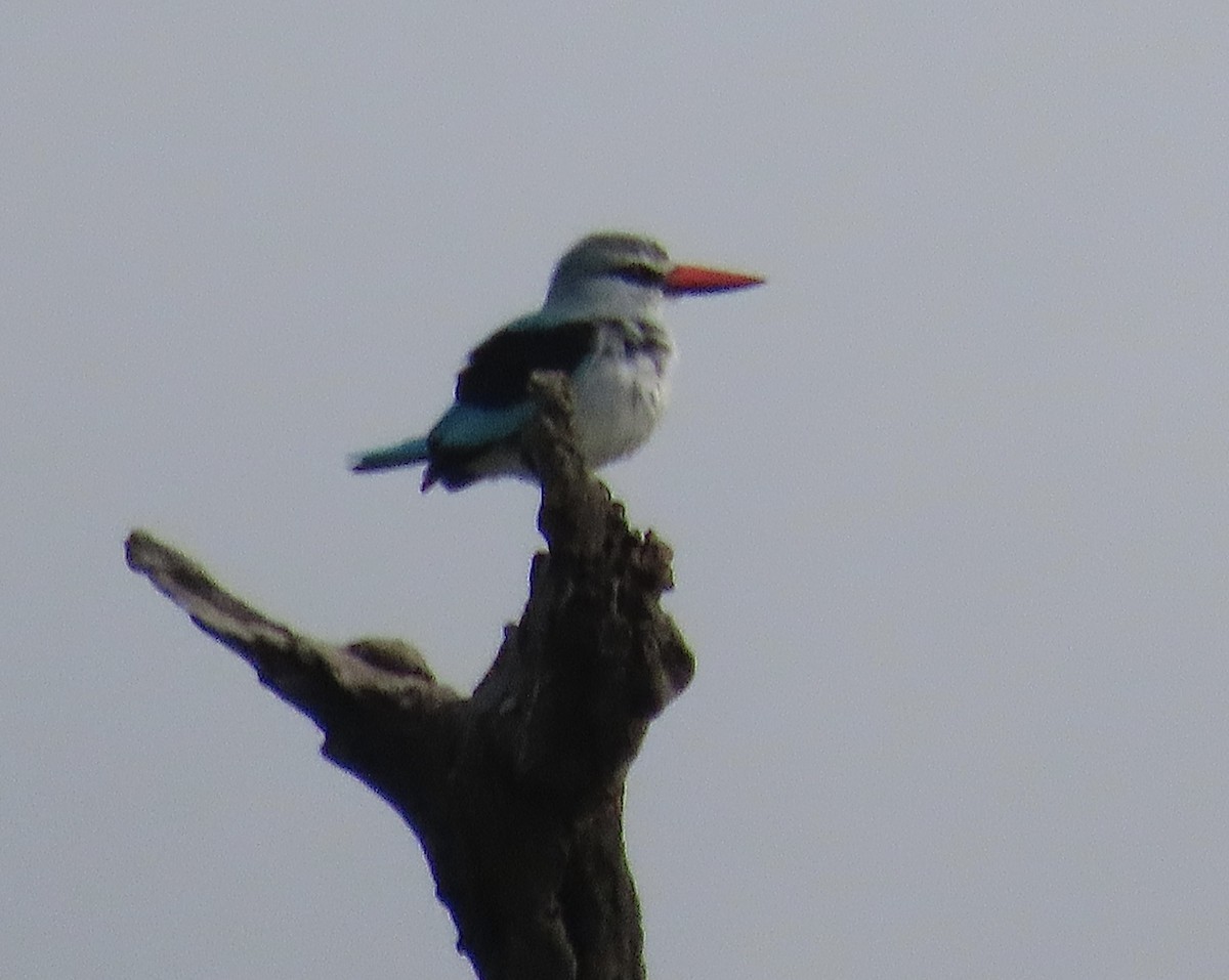 Woodland Kingfisher - ML430760061