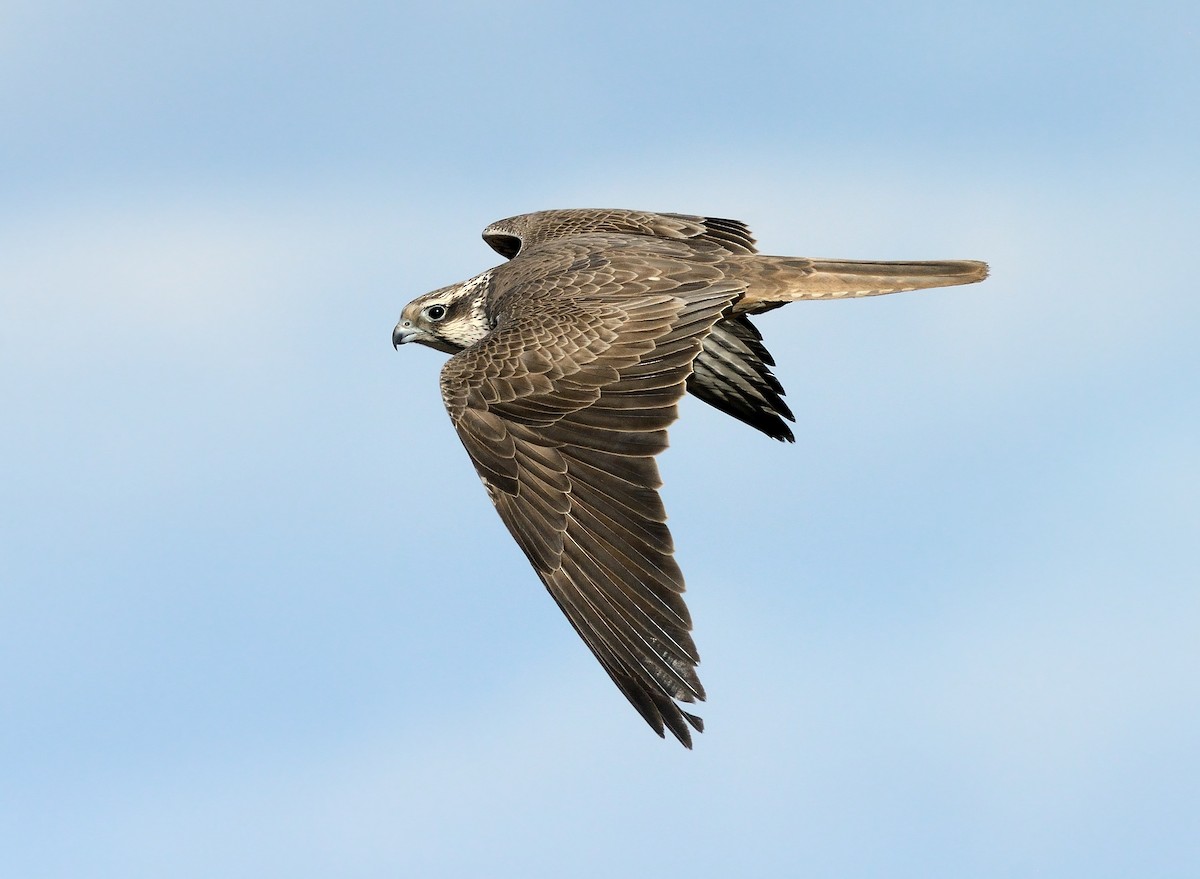 Saker Falcon - Pavel Štěpánek