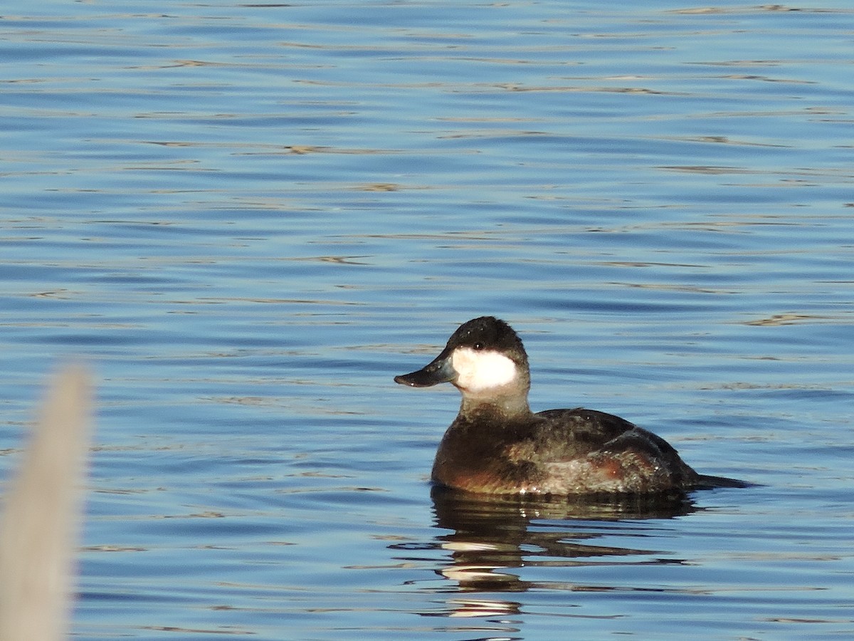 Ruddy Duck - ML43076071