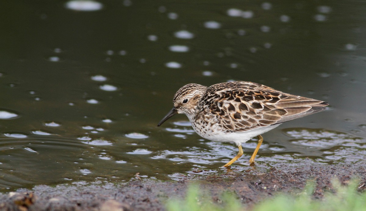 Least Sandpiper - ML43076101