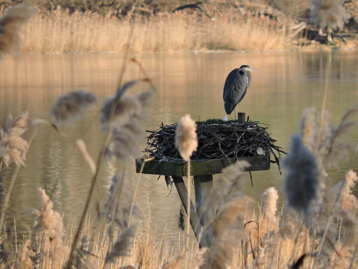 Great Blue Heron - ML43076171