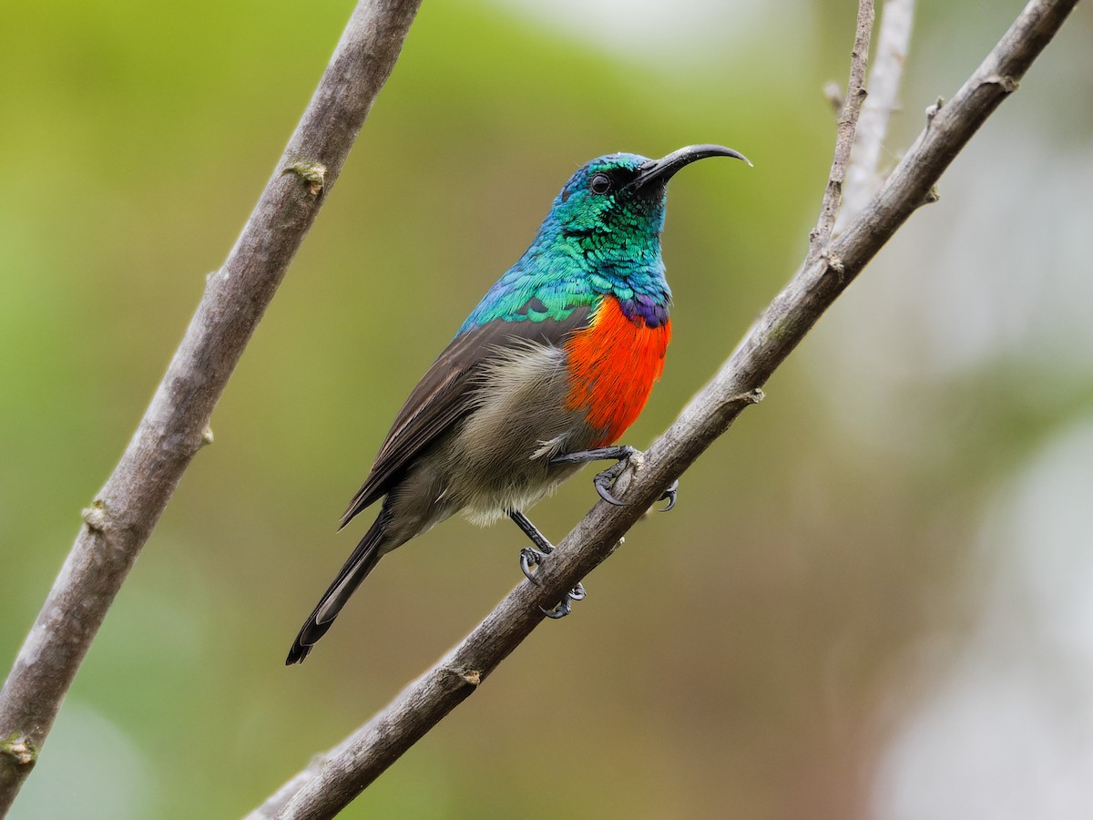 Greater Double-collared Sunbird - ML430762001
