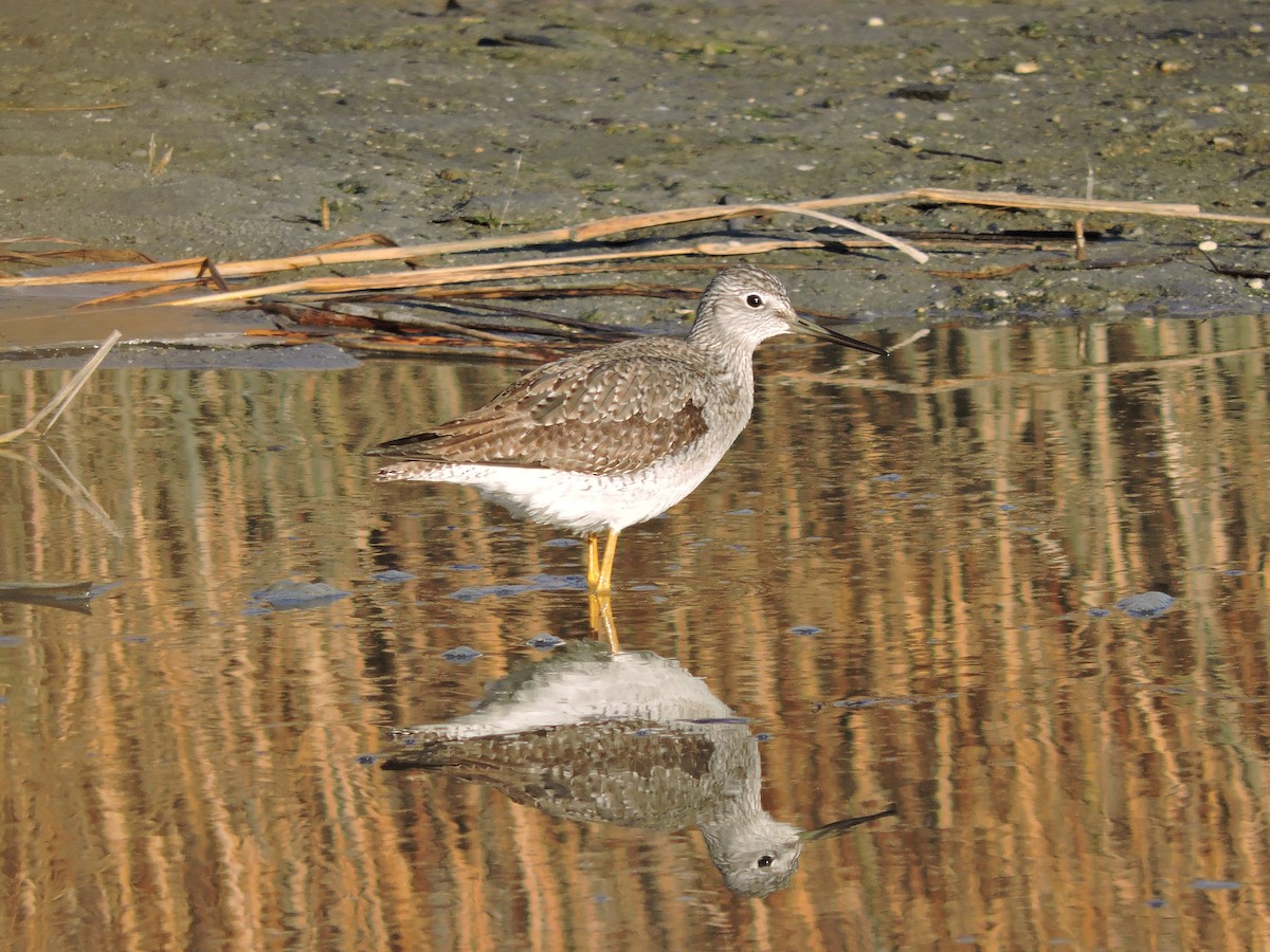 Greater Yellowlegs - ML43076221