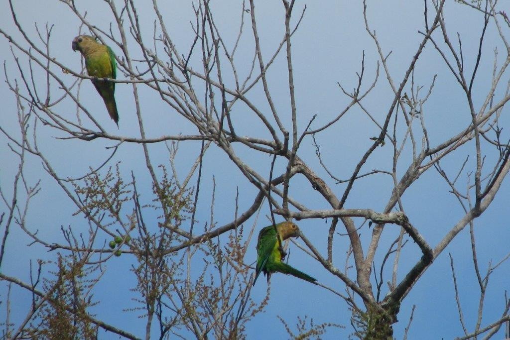 Brown-throated Parakeet - ML430762591