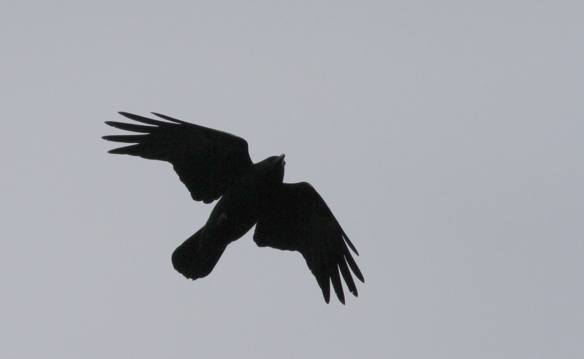 Fish Crow - ML43076301