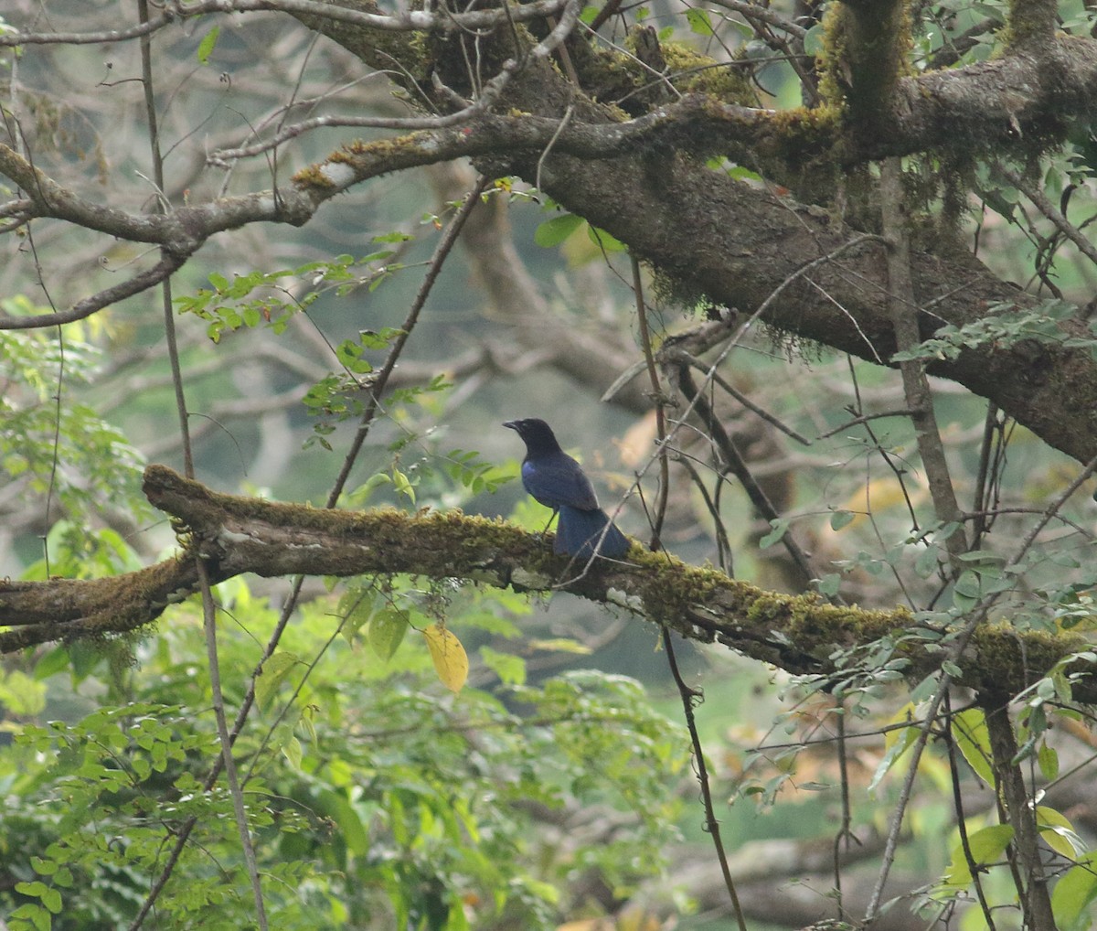 Malabar Whistling-Thrush - ML430767191