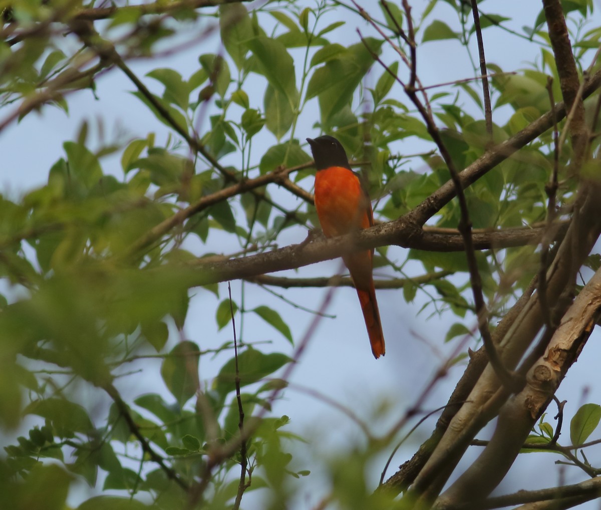 Orange Minivet - ML430767711