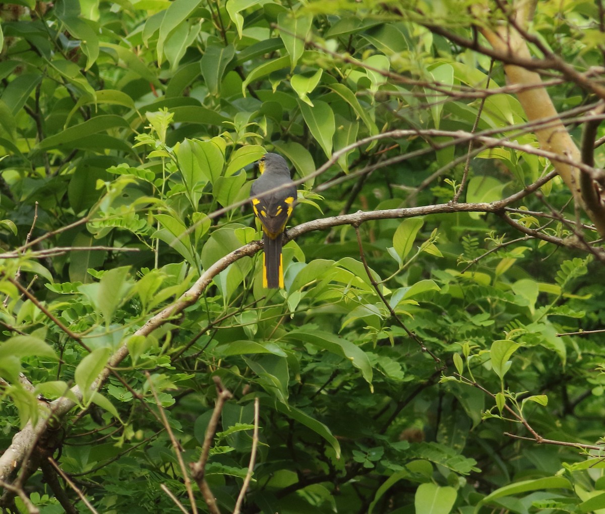 Orange Minivet - ML430767841