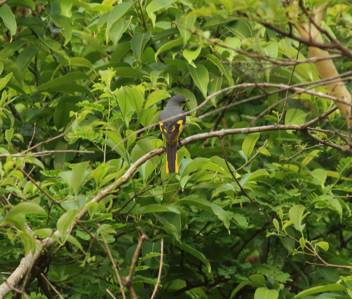 Orange Minivet - ML430767851