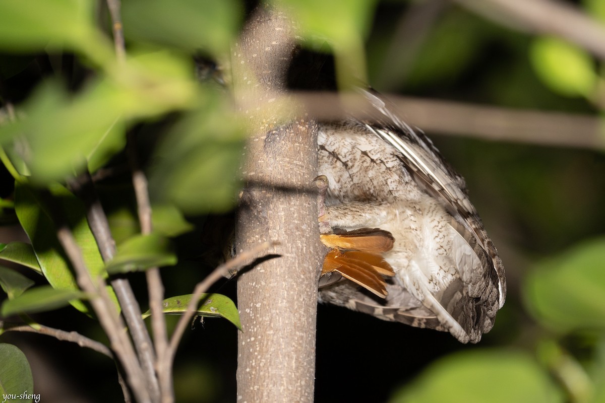 Collared Scops-Owl - ML430770201