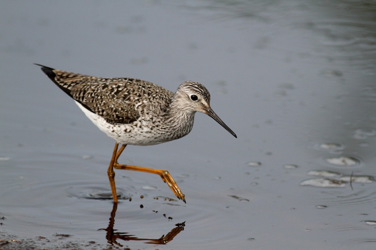 Lesser Yellowlegs - ML43077101