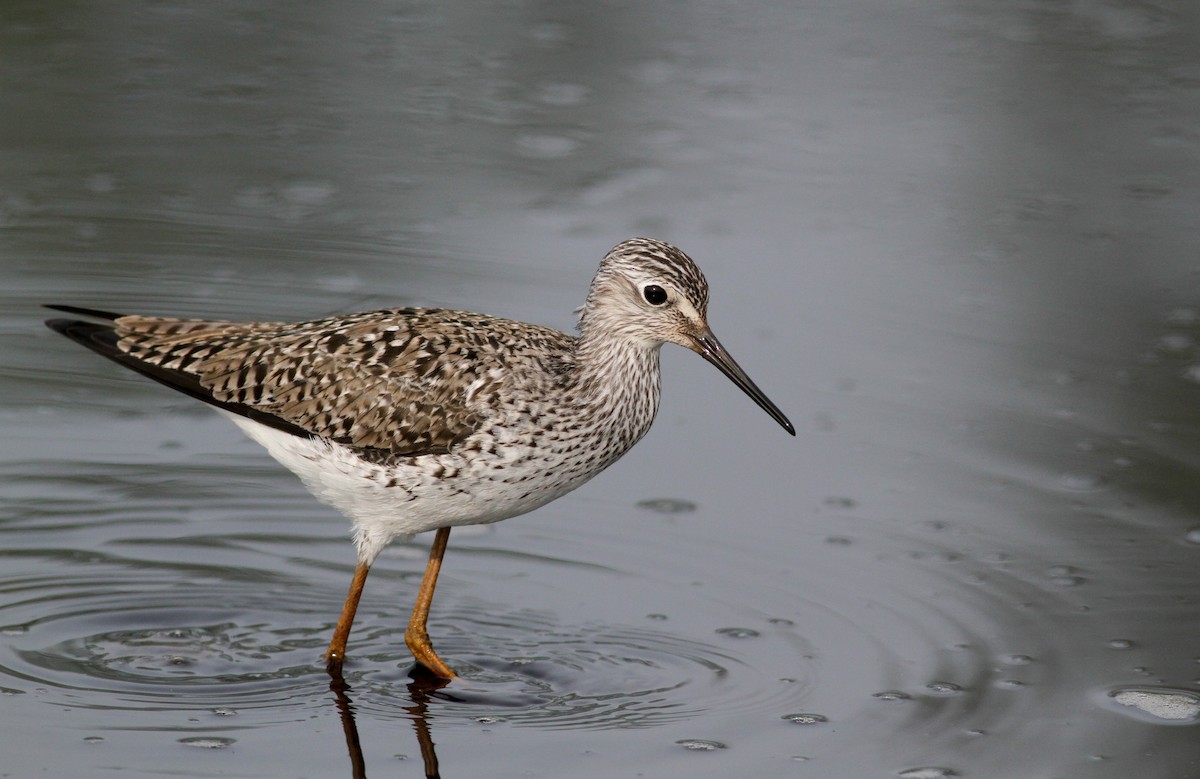 Lesser Yellowlegs - ML43077121