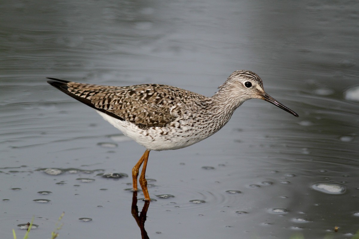 Lesser Yellowlegs - ML43077161