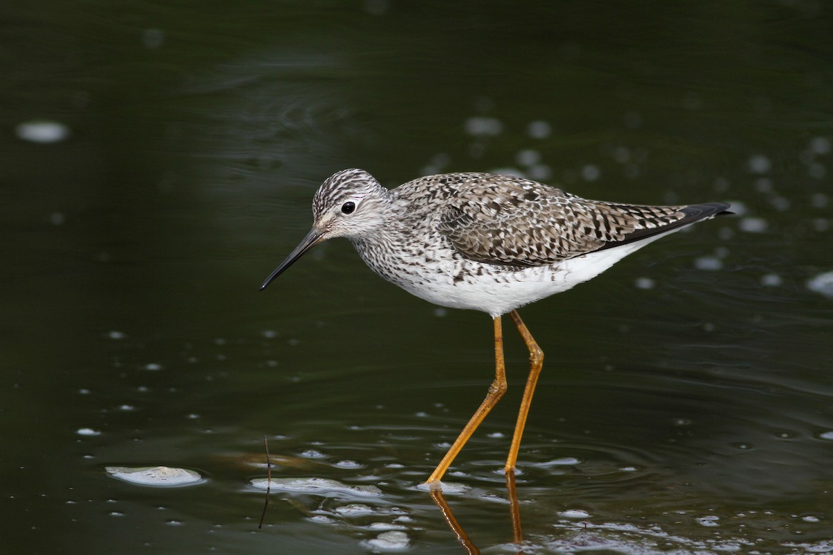 Lesser Yellowlegs - ML43077171