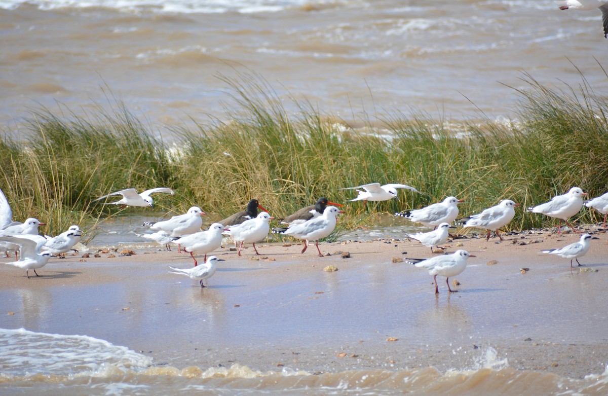 American Oystercatcher - ML430771751