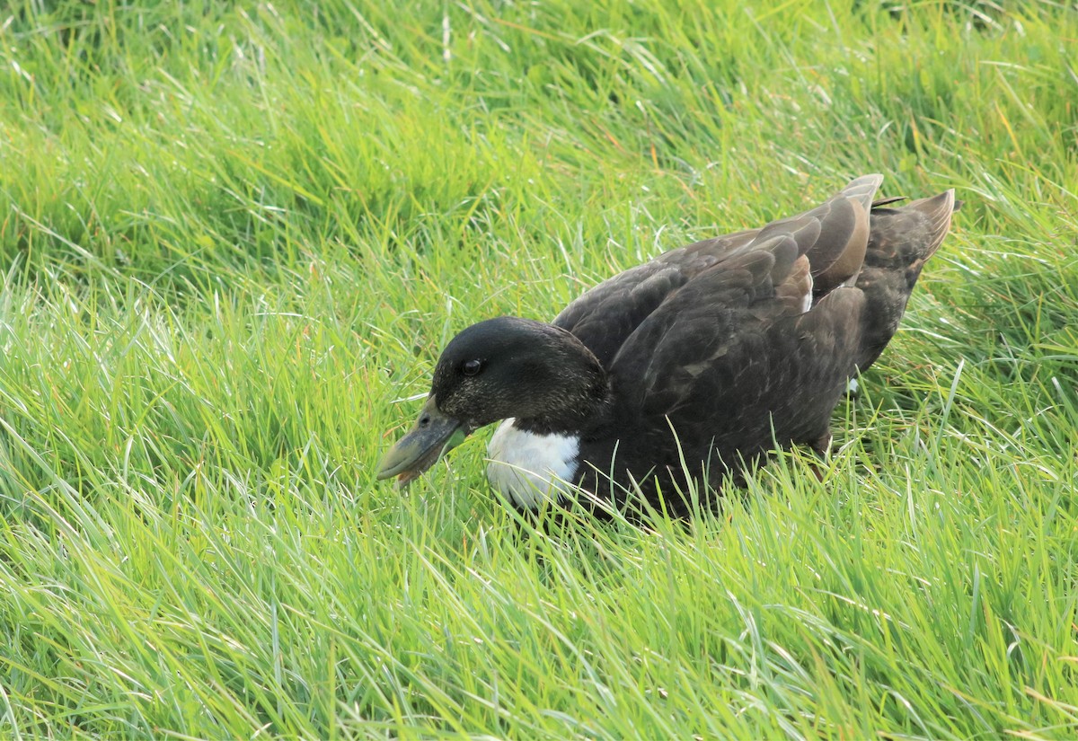 Mallard (Domestic type) - Jan Roedolf