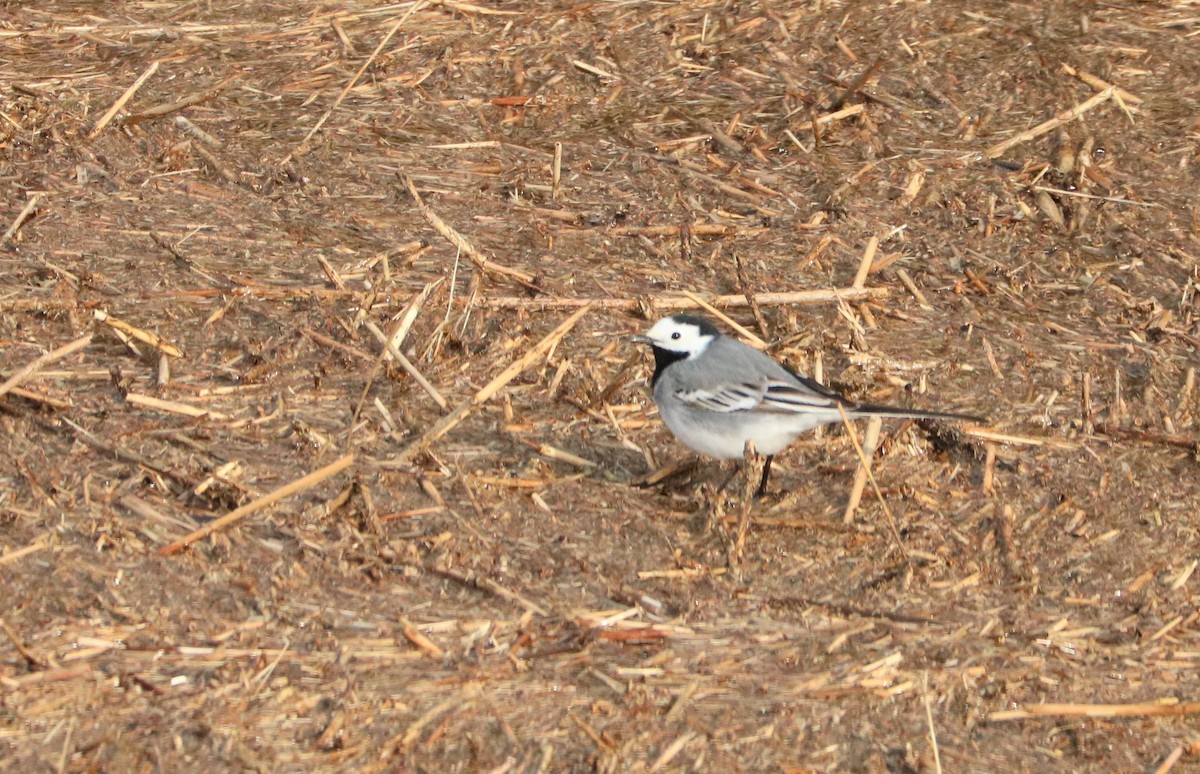 White Wagtail - Jan Roedolf