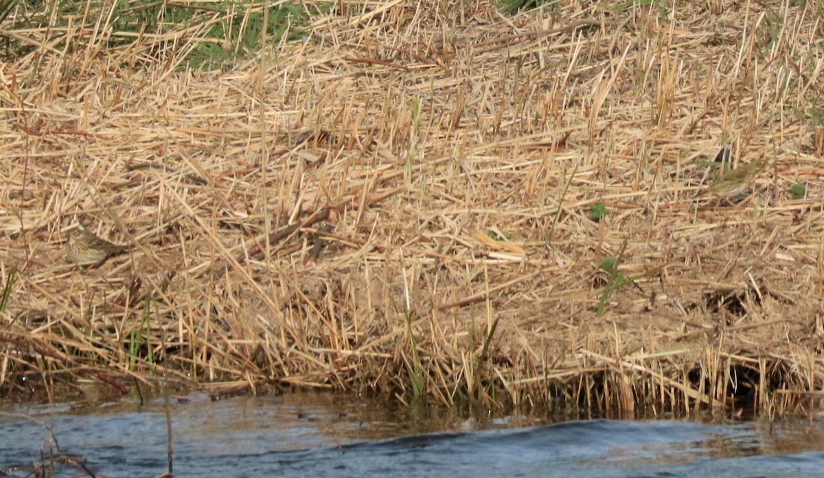 Meadow Pipit - ML430774851