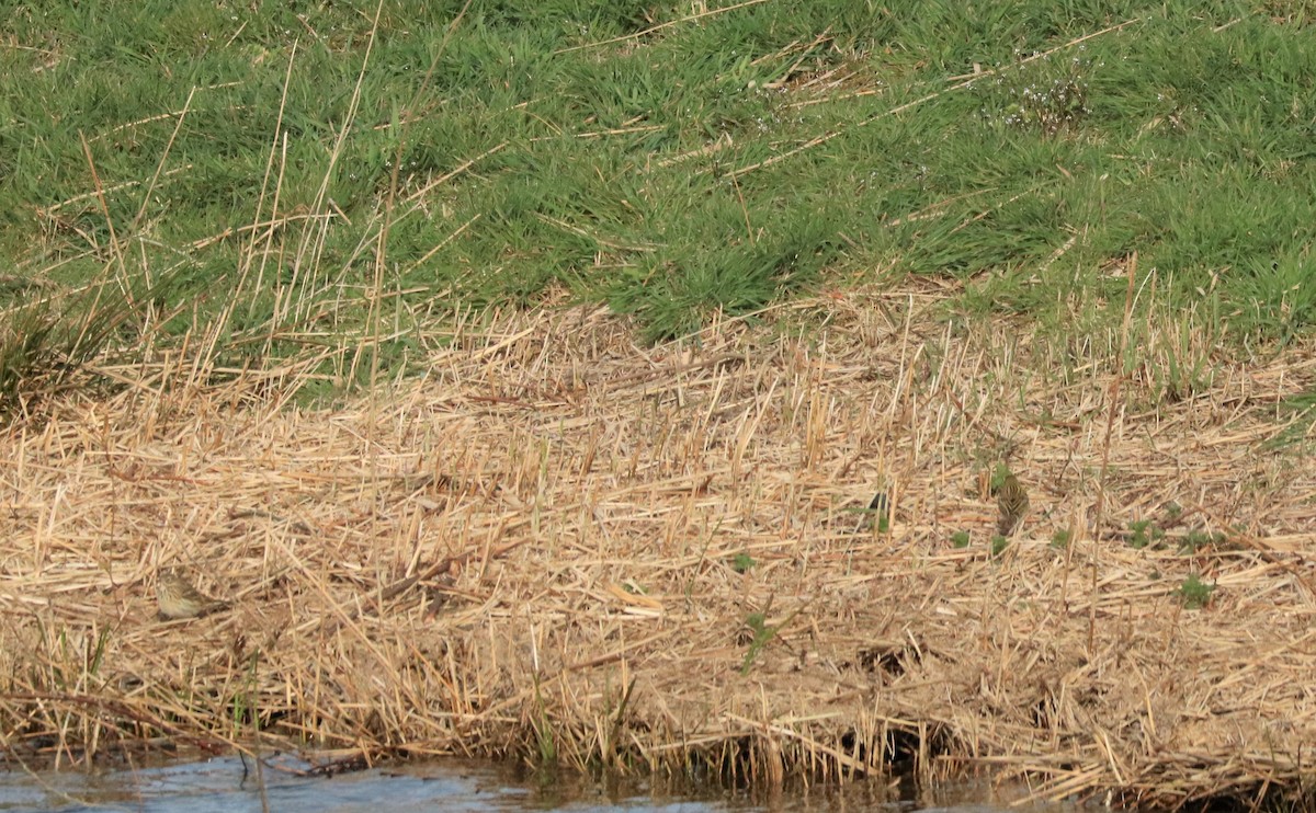 Meadow Pipit - Jan Roedolf