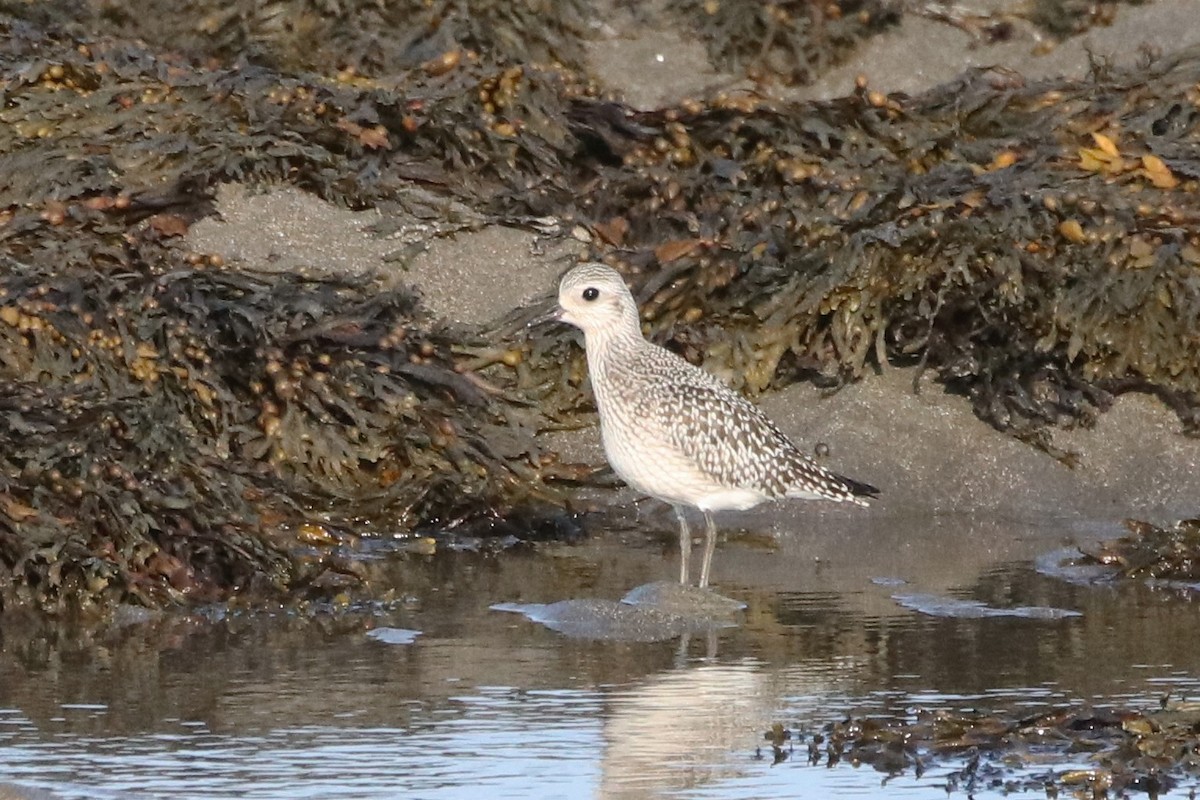 Black-bellied Plover - ML430775371