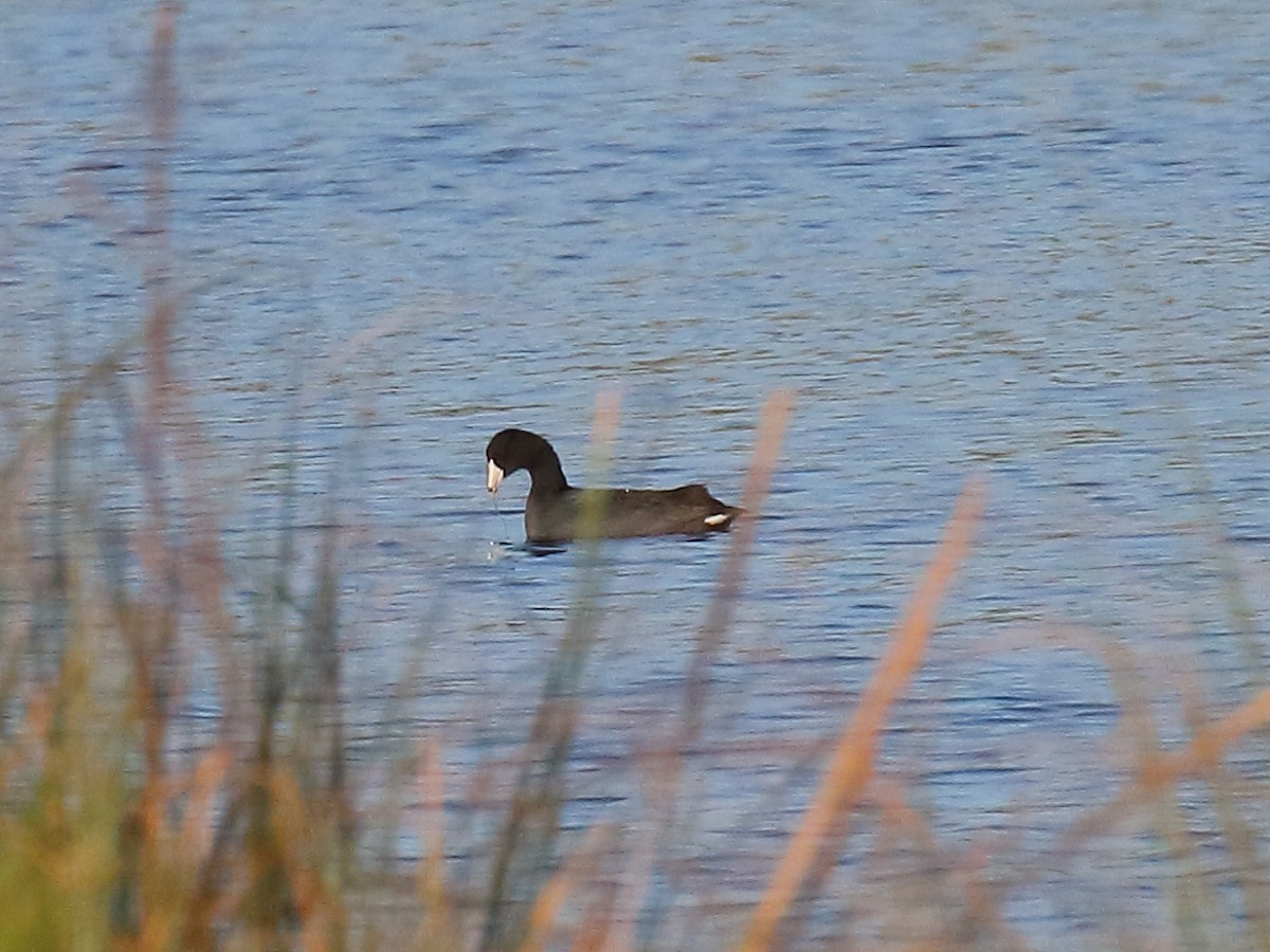 American Coot - ML430775461