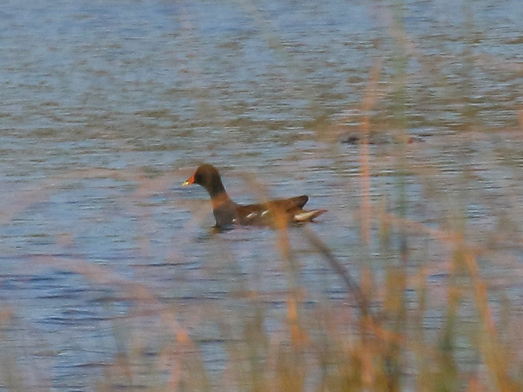 Common Gallinule - ML430775521