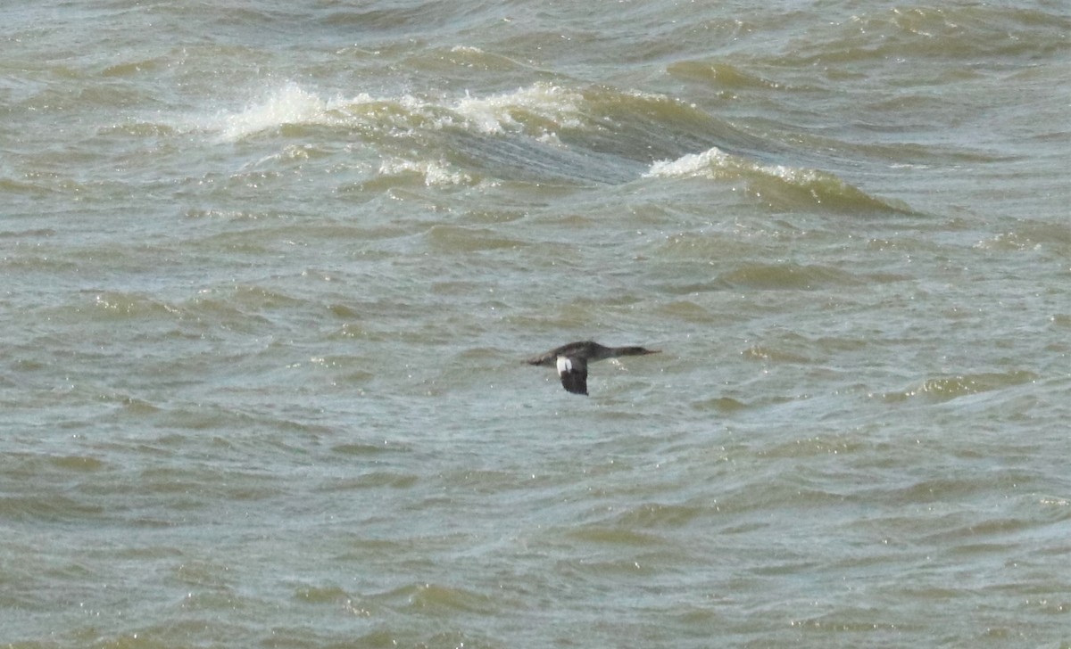 Red-breasted Merganser - ML430775971