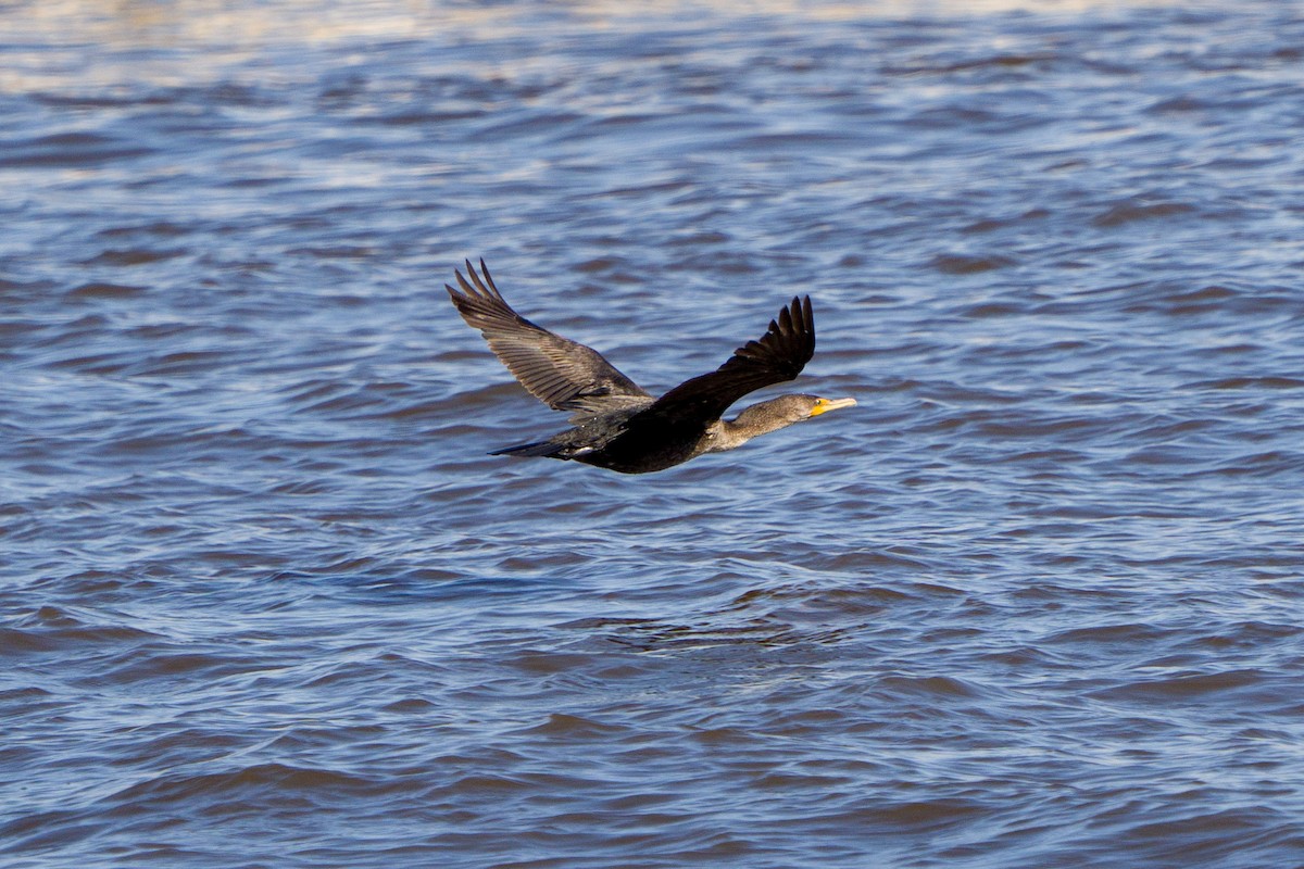 Double-crested Cormorant - Eric Stone