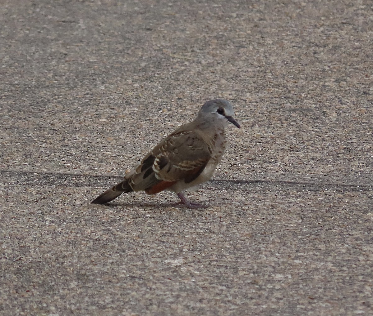 Emerald-spotted Wood-Dove - ML430776421