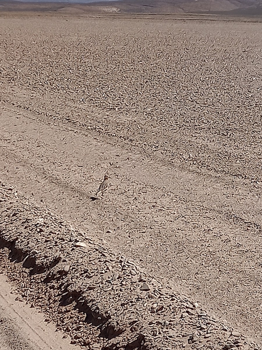 Tawny-throated Dotterel - ML430778321