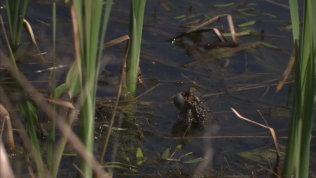 American Toad - ML430780