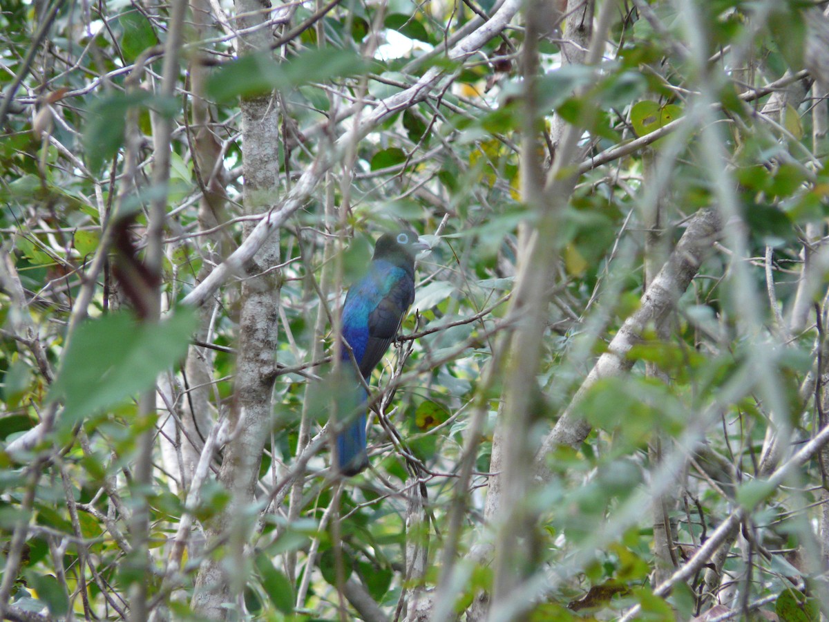 Black-headed Trogon - ML43078071