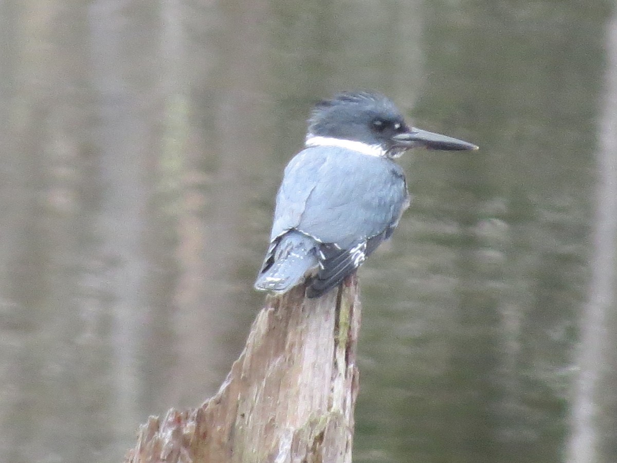 Belted Kingfisher - ML430780741