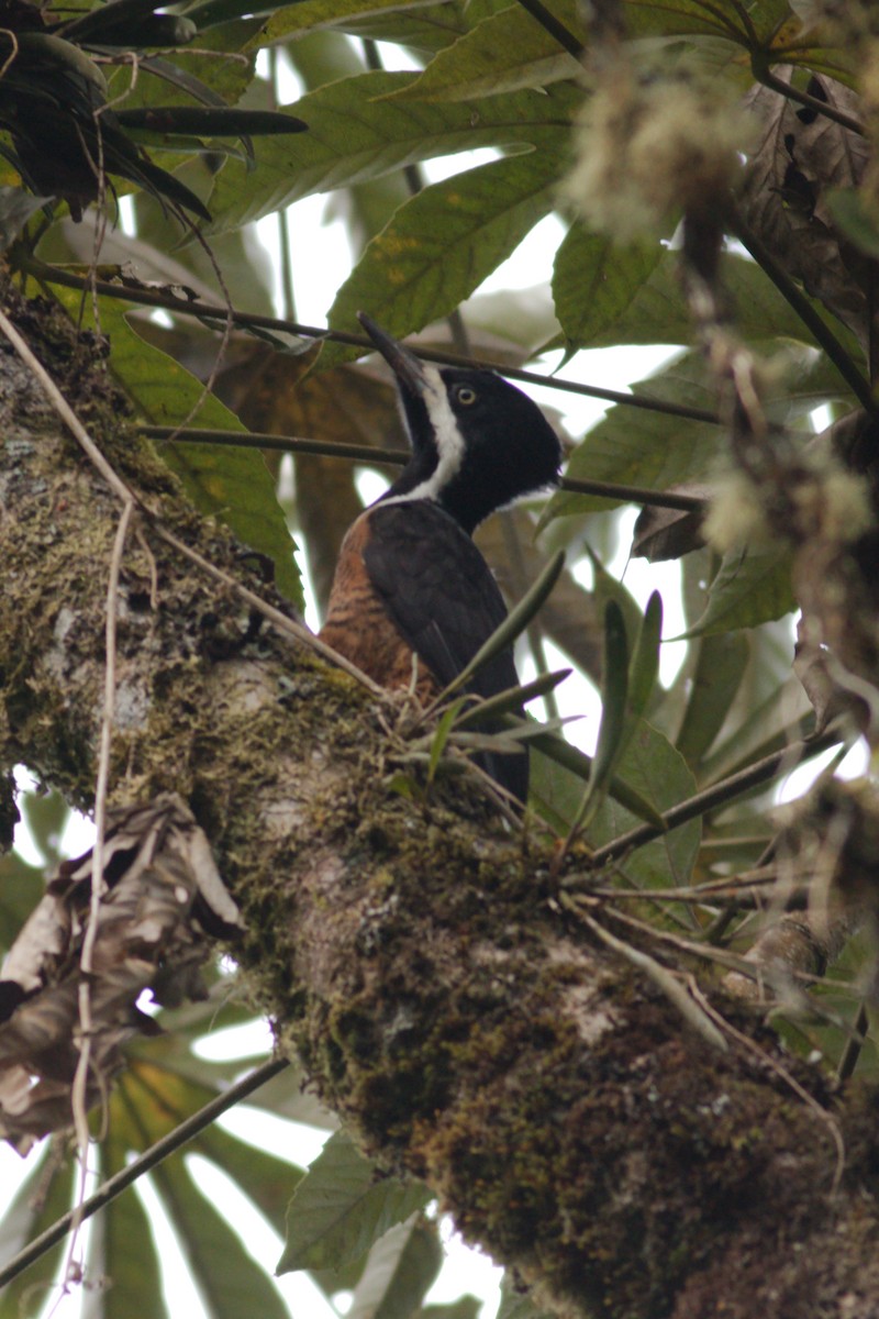 Powerful Woodpecker - ML430781731