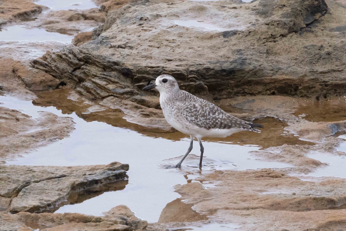 Black-bellied Plover - Linda Rudolph