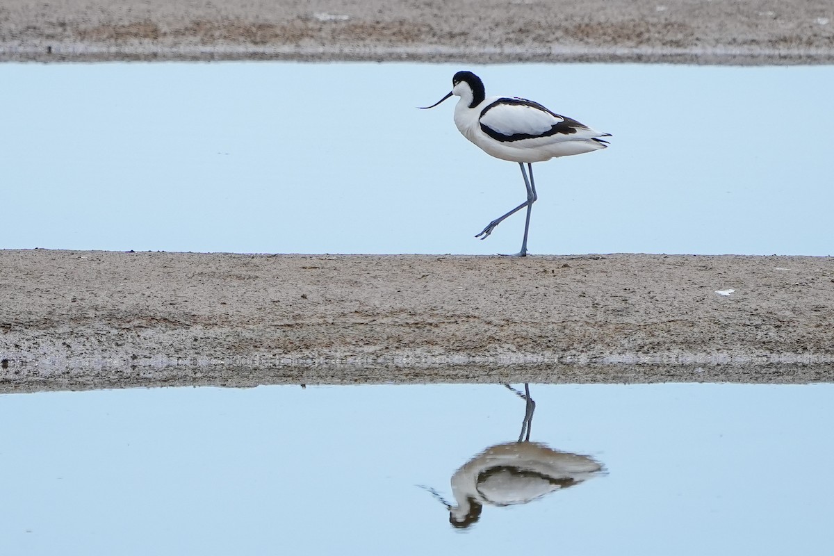 Pied Avocet - jian ma