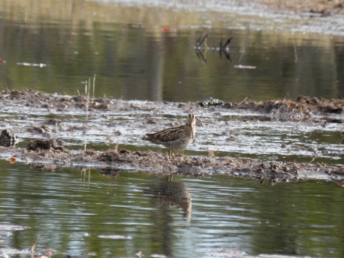 Wilson's Snipe - ML430784271