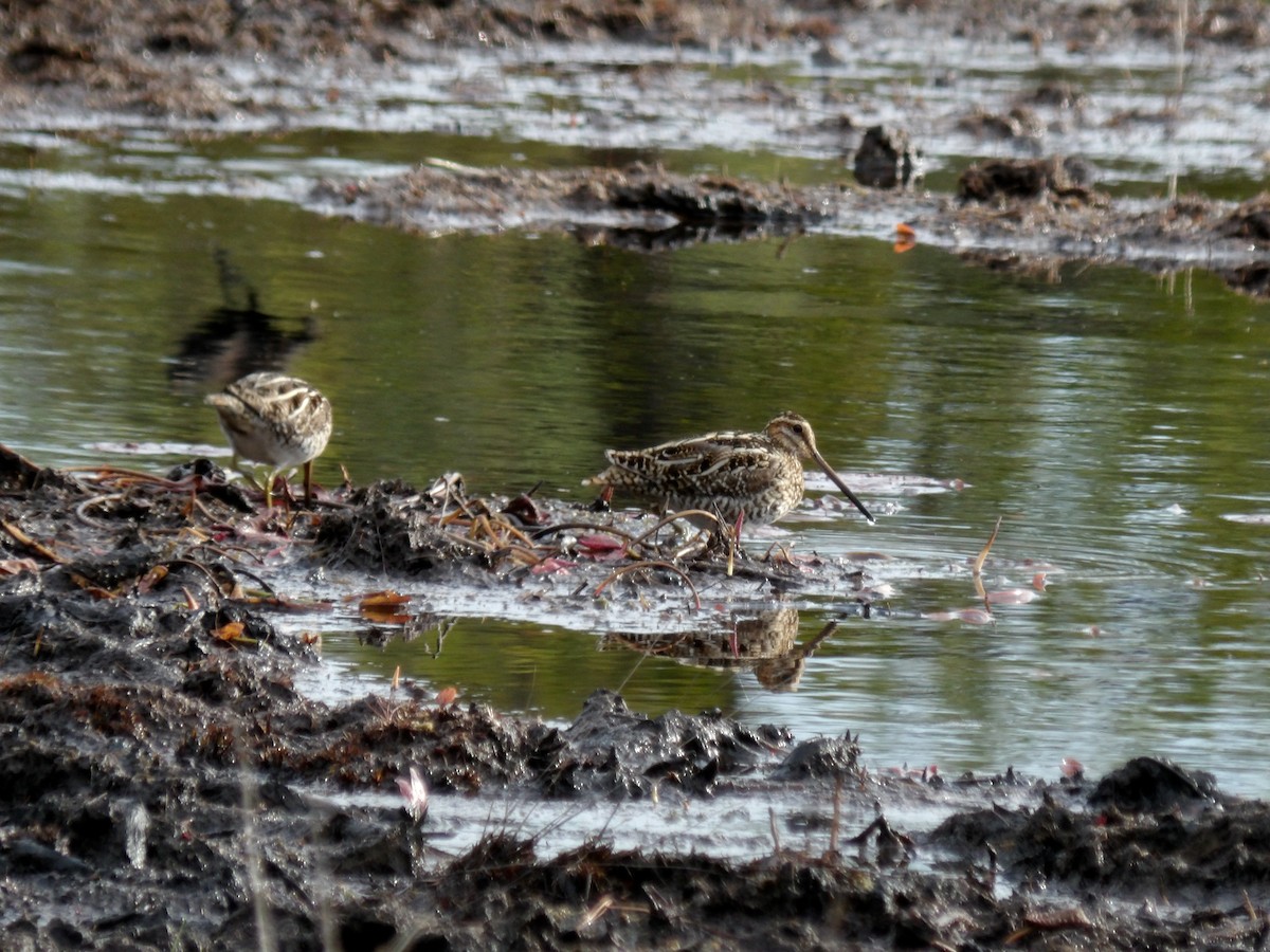 Wilson's Snipe - ML430784291