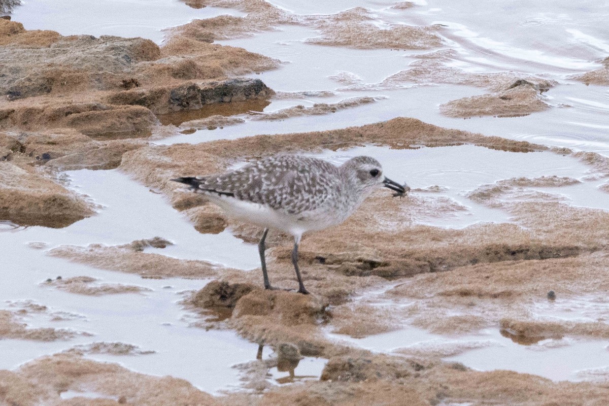 Black-bellied Plover - Linda Rudolph