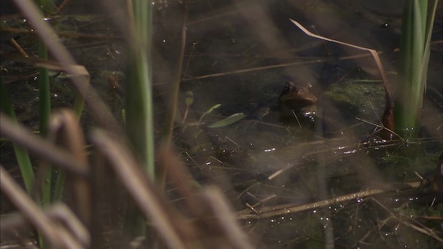 American Toad - ML430786