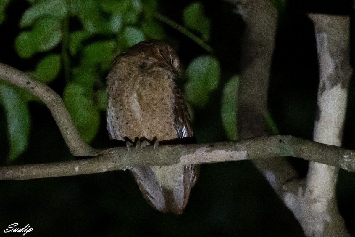 Andaman Scops-Owl - ML430786491