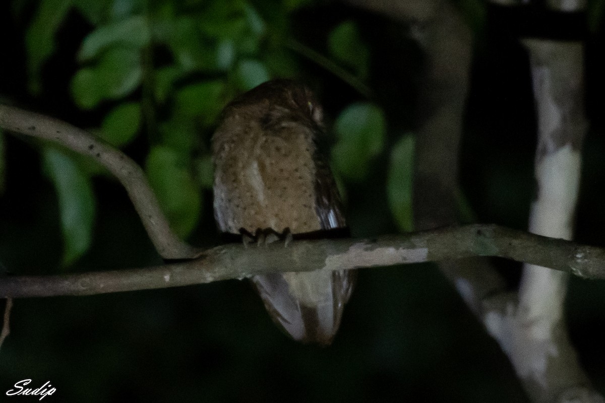 Andaman Scops-Owl - ML430786501
