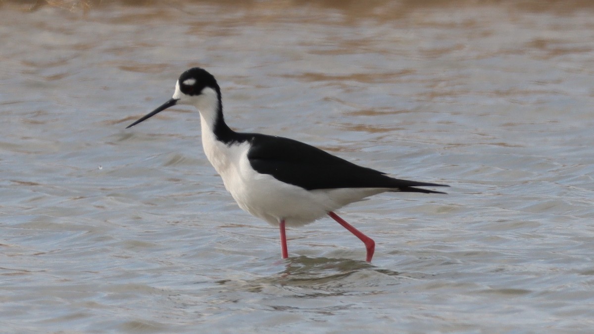 Black-necked Stilt - Bez Bezuidenhout