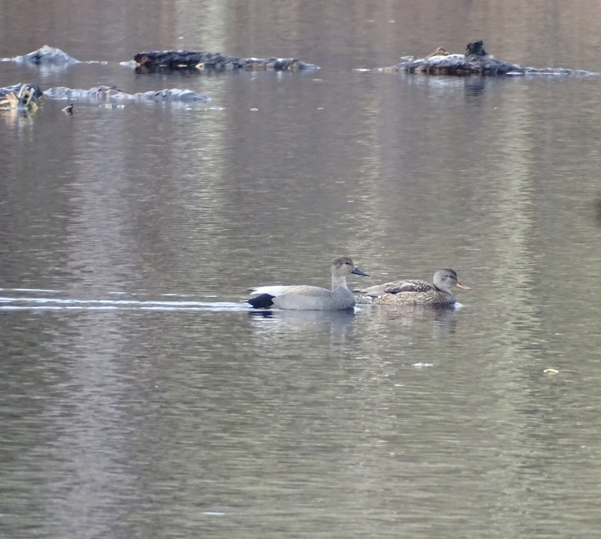 Gadwall - ML430787621