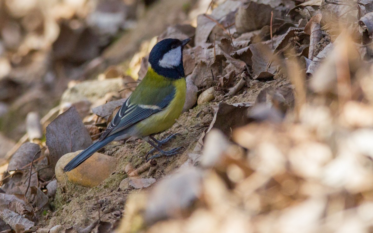 Great Tit - ML430787981