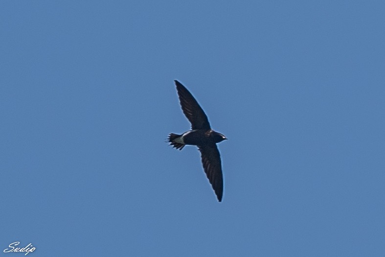 Brown-backed Needletail - ML430788471